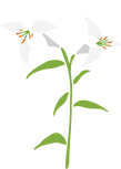 百合