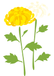 菊