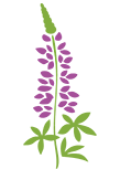 紫の花