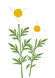 白い花